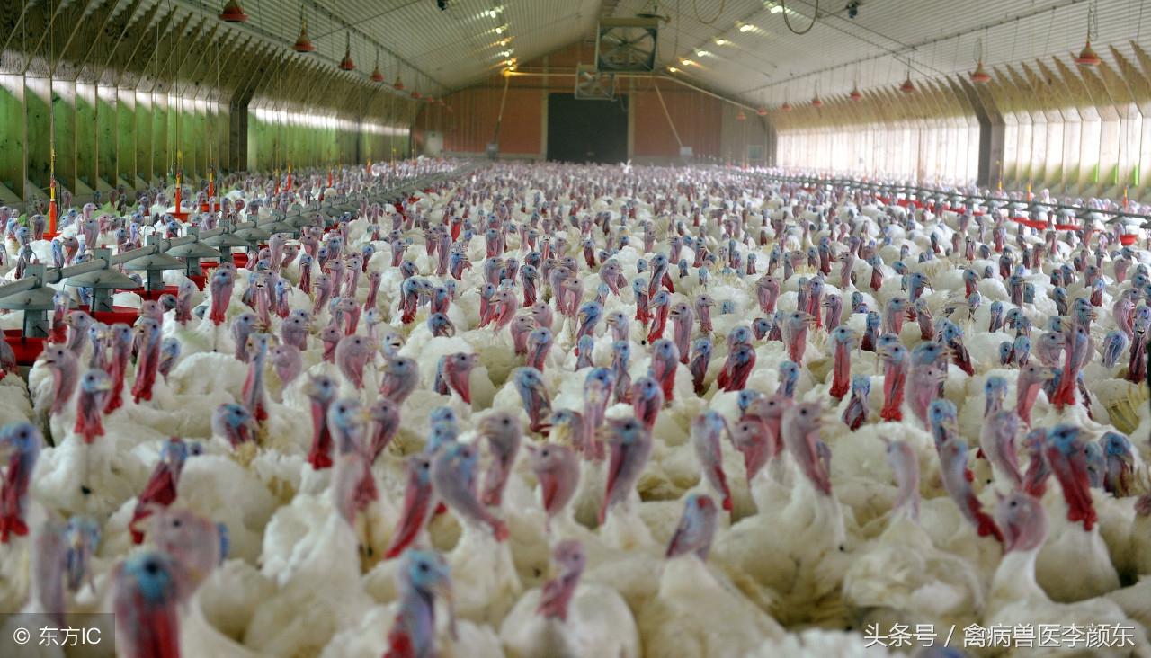 麻雞今日價格行情最新動態