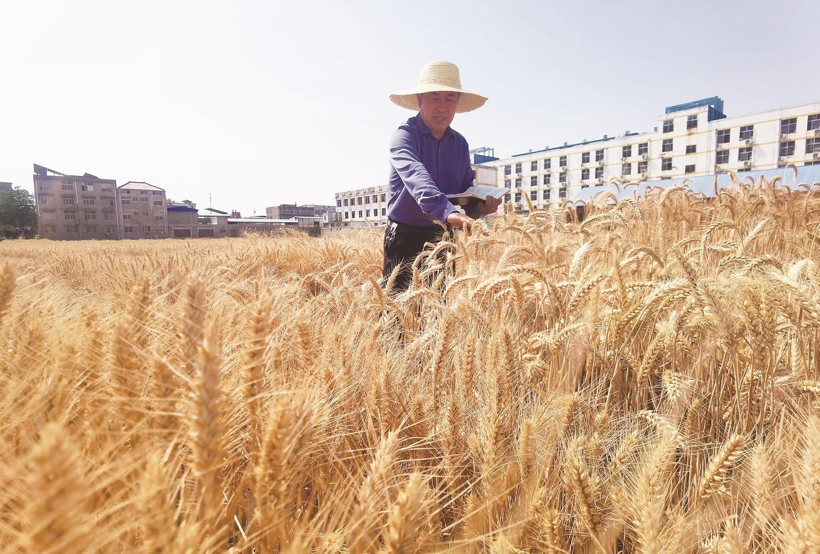 安徽小麥最新行情，科技引領重塑產業未來