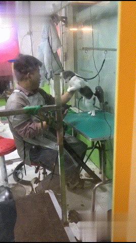 大刁民最新動態，觀點闡述與深度解析