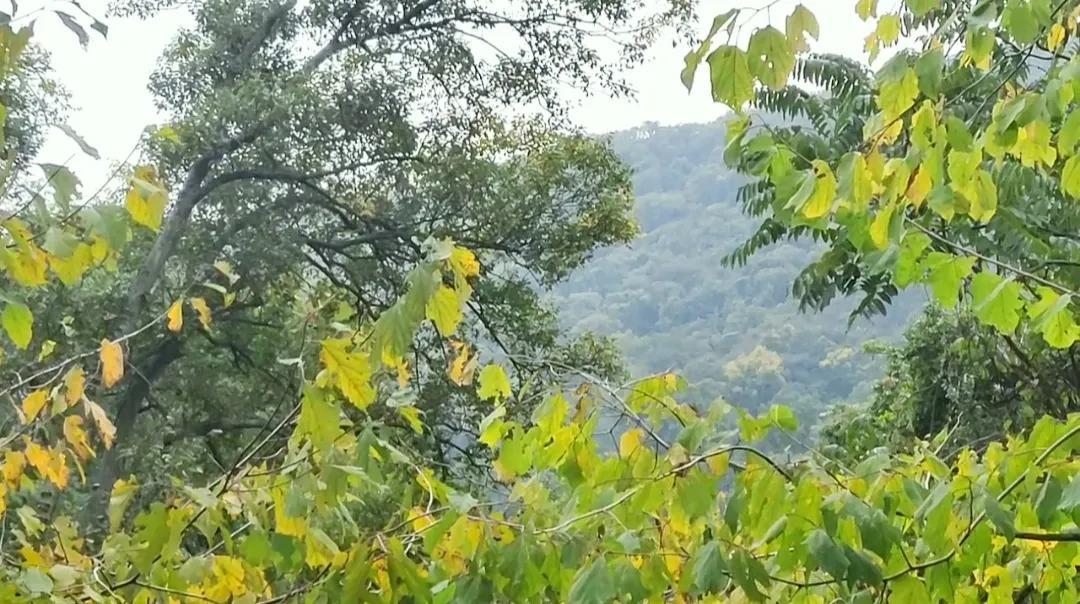 電影森林深處的日常探秘