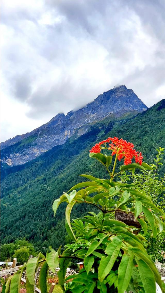 電影森林深處的日常探秘