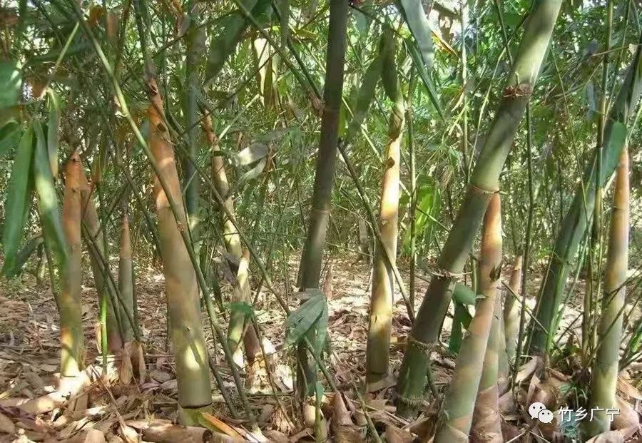 廣西竹福星即將上市，啟程探索自然，追尋內(nèi)心寧靜與平和之旅