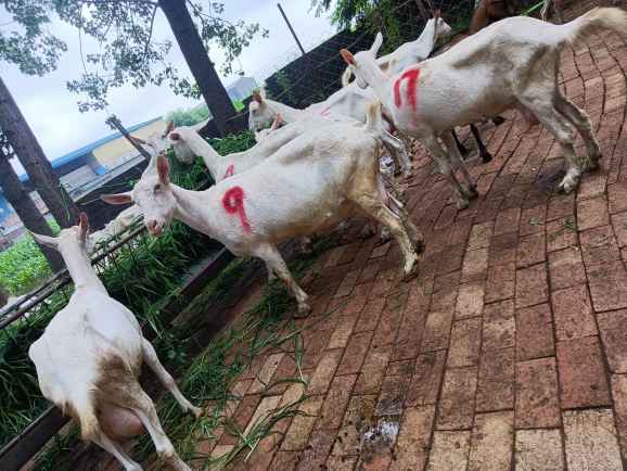 最新奶羊價格動態報告解析，市場趨勢與價格走勢分析！