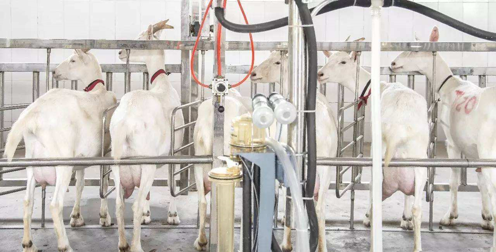 最新奶羊價格動態報告解析,市場趨勢與價格走勢分析!