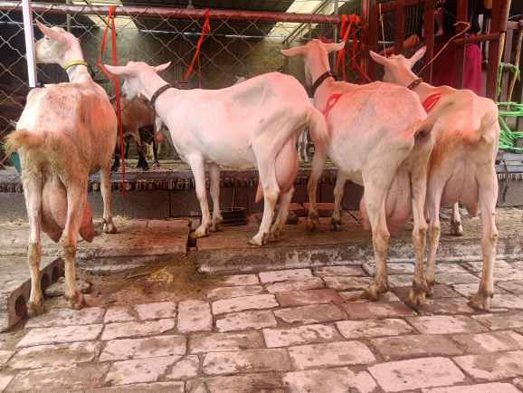 最新奶羊價格動態報告解析,市場趨勢與價格走勢分析!