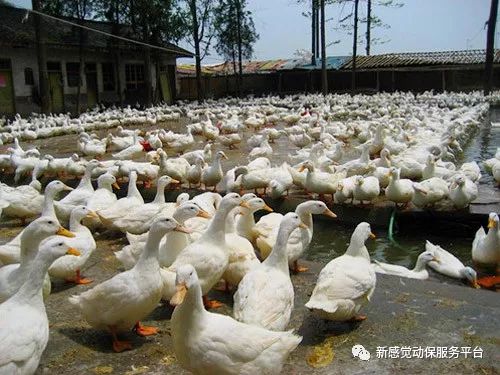 關(guān)于蛋鴨行情的預(yù)測，2025年4月的趨勢分析