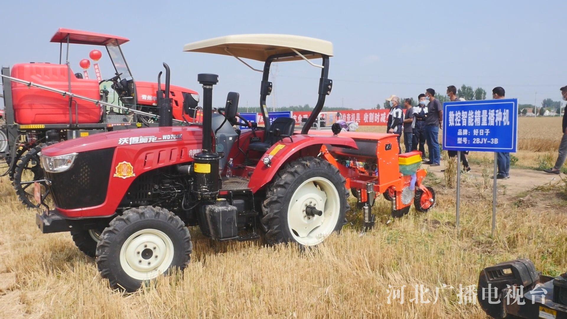 滄州玉米價格實時動態與日常故事概覽