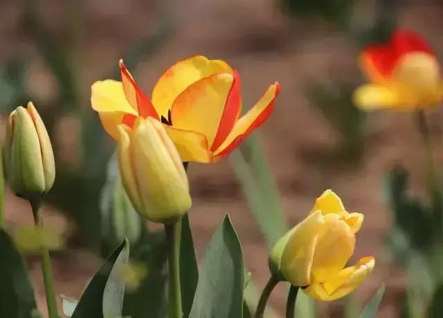 濰坊新地圖發(fā)布，探索未知，自信翱翔之旅