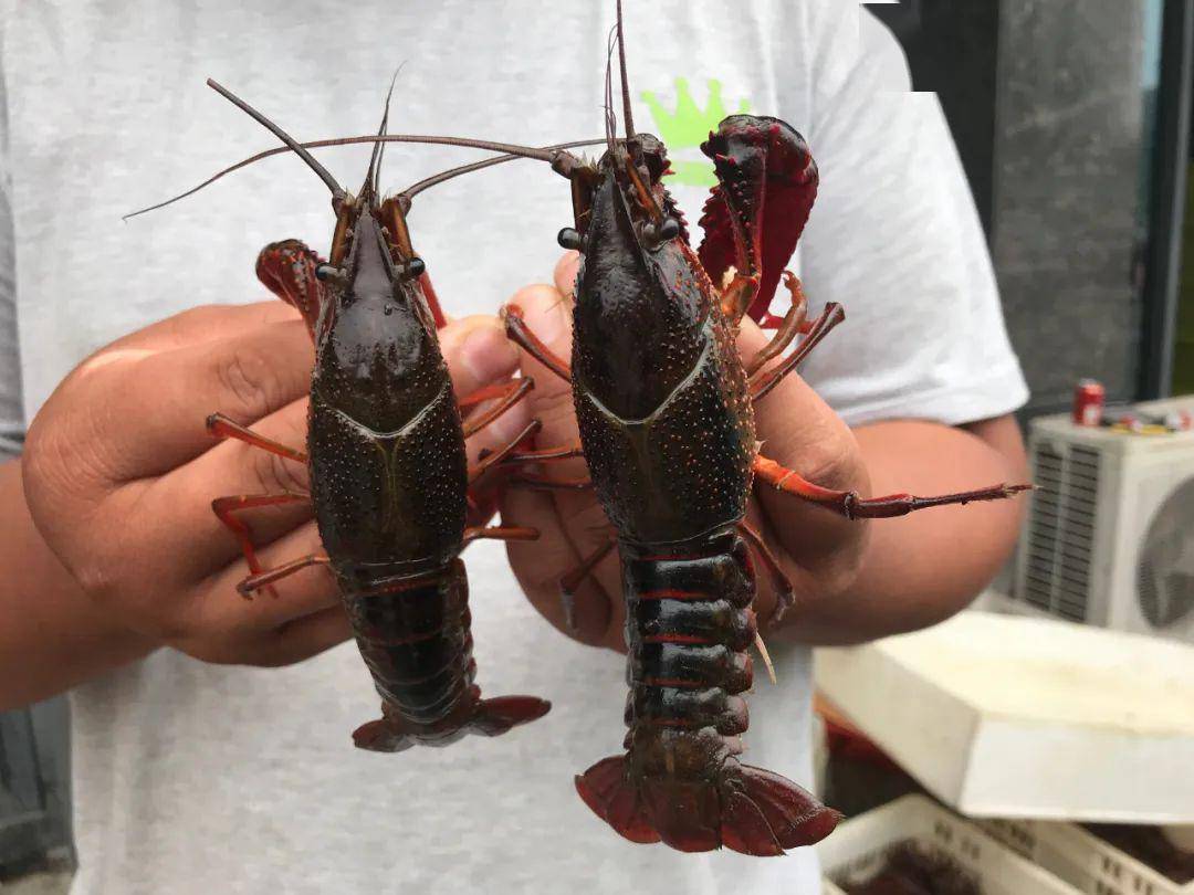 今日龍蝦價格新鮮出爐,吃貨們速覽行情!