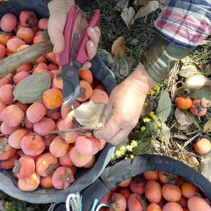 紅果招聘信息更新，把握時(shí)代脈搏，引領(lǐng)人才航標(biāo)