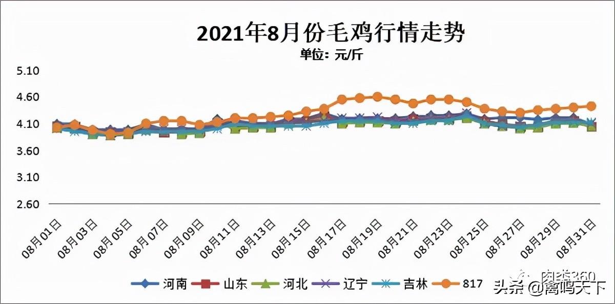 肉雞行情網，掌握最新動態，洞悉行業趨勢