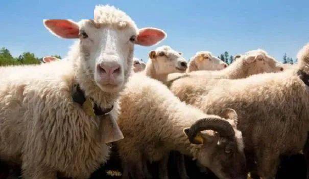 內蒙古活羊市場最新動態揭秘，巷弄深處的羊味秘境