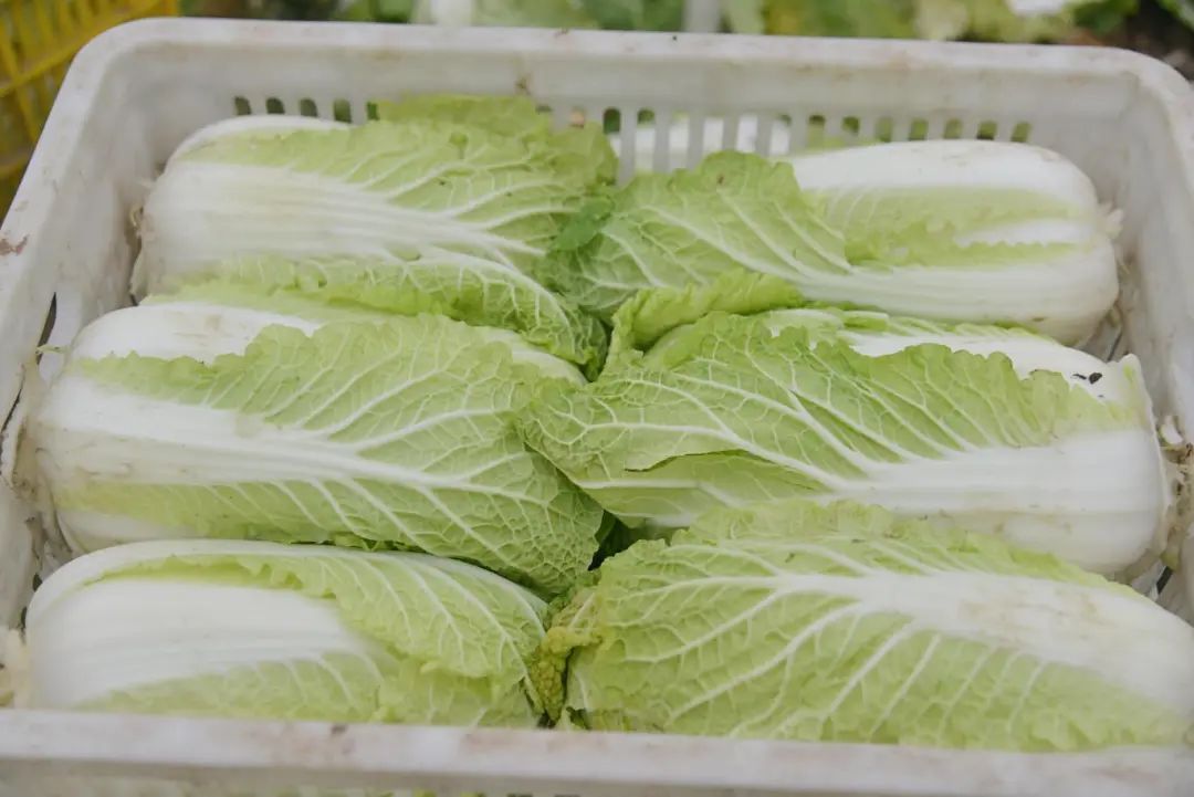 白菜批發市場價格動態,自然美景背后的市場波動與旅行體驗之旅