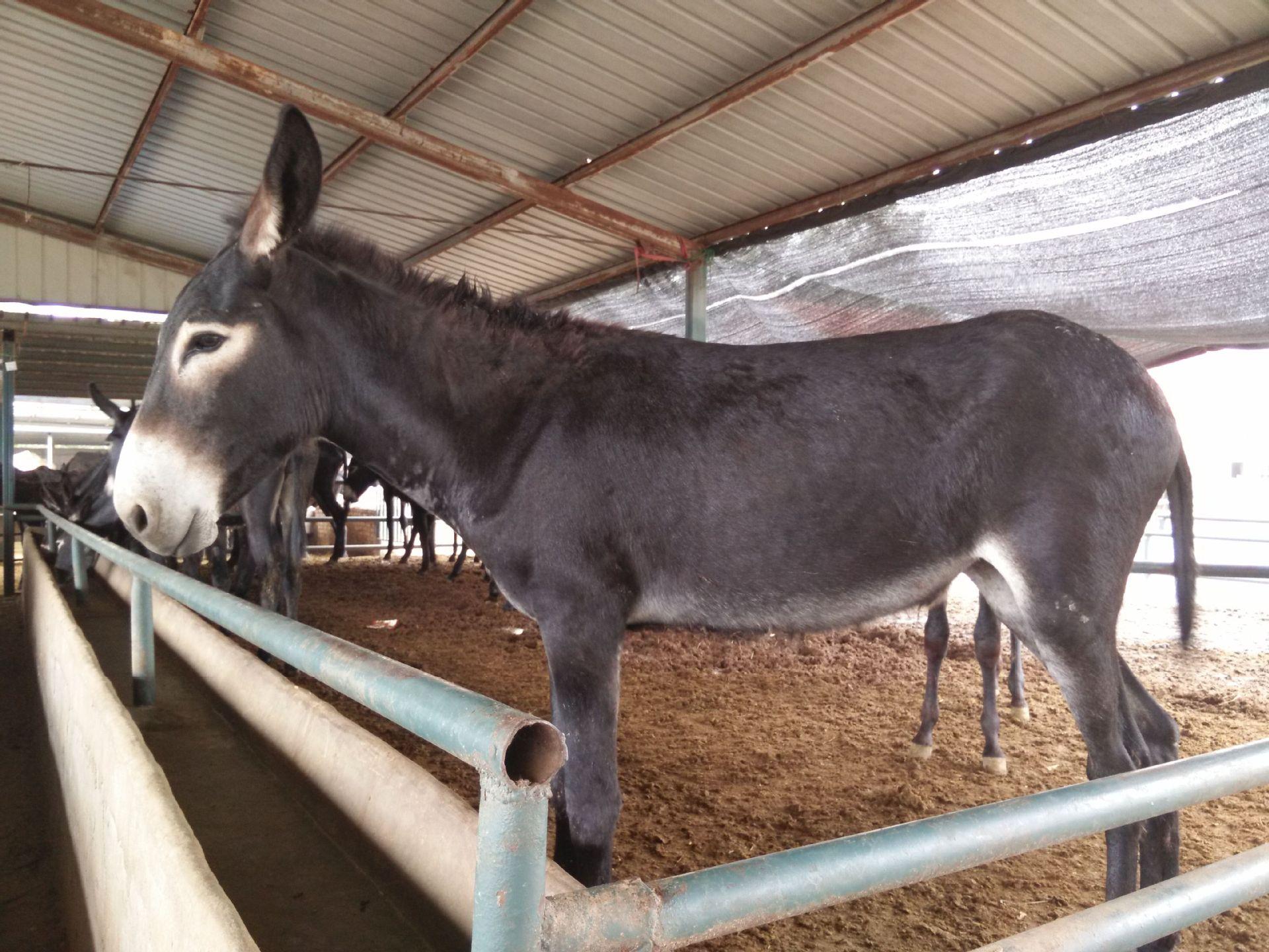 驢市行情中的溫情故事