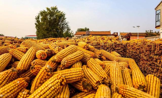 山東玉米最新行情揭秘，巷弄深處的玉米寶藏