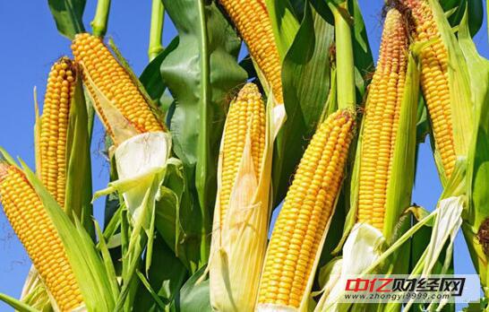 山東玉米最新行情揭秘,巷弄深處的玉米寶藏