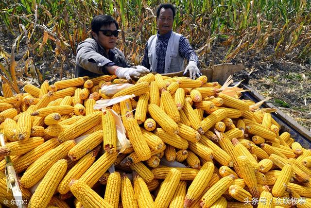 山東玉米最新行情揭秘,巷弄深處的玉米寶藏