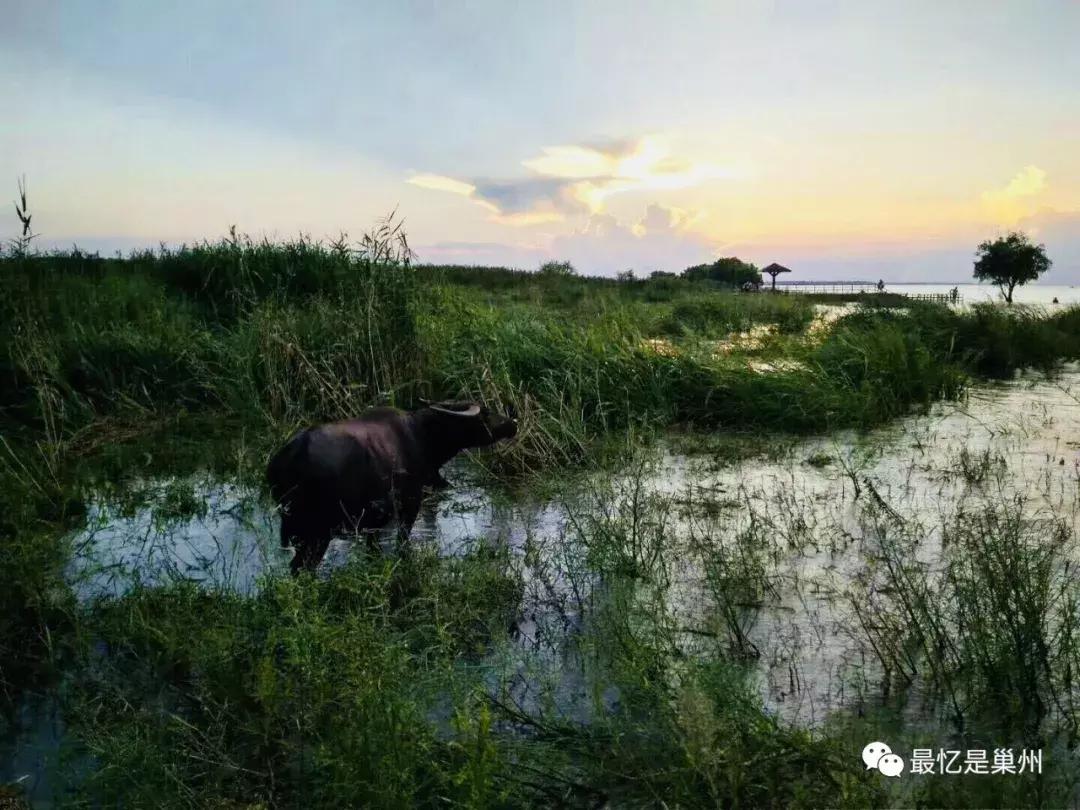 騎牛比賽失誤背后的競技挑戰與觀點碰撞