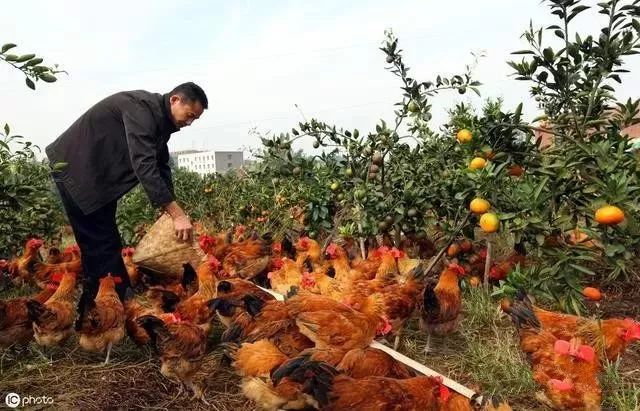 最新養雞技巧詳解，成為養雞達人一步步教程