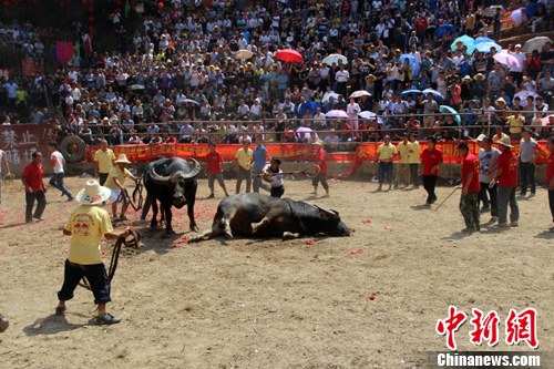 廣西牛王比賽，科技盛宴引領時代新潮視頻