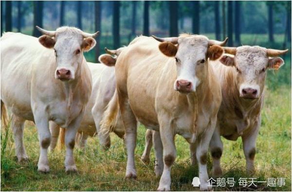 自然美景探險(xiǎn)之旅,最新歡快牛的奇妙旅程