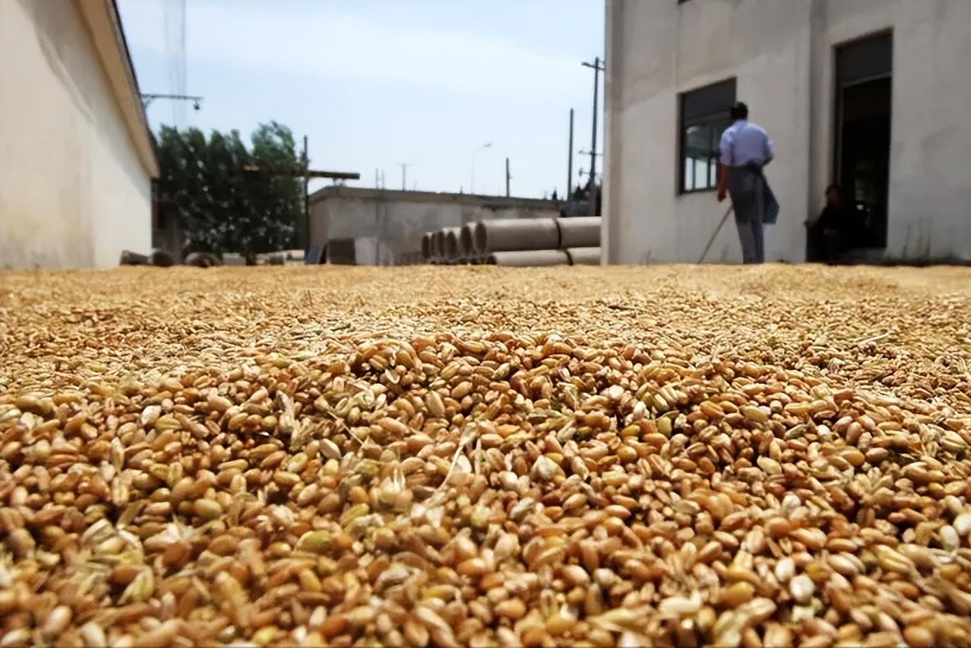 今日小麥價格行情波動中的學習，孕育自信與成就感
