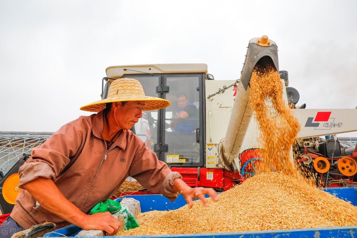 今日小麥價格行情波動中的學習,孕育自信與成就感