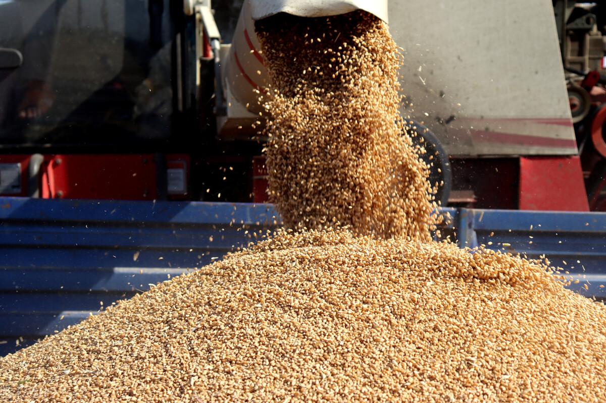 今日小麥價格行情波動中的學習,孕育自信與成就感