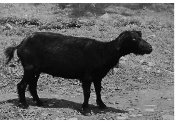 承德山羊價格全面指南