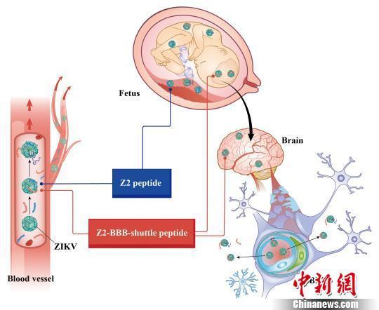 中國寨卡病毒最新動態,全面理解與應對的步驟指南(初學者與進階用戶必讀)