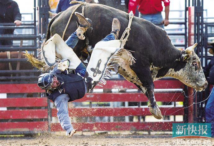 騎牛比賽的奇妙規則與家庭溫馨時光