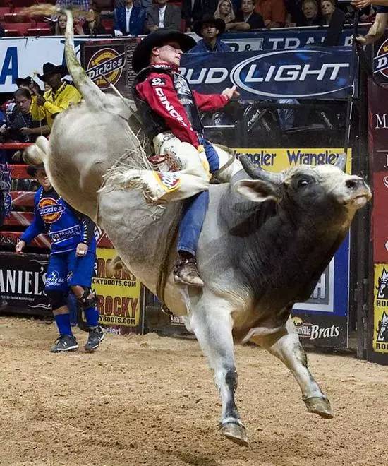 騎牛比賽的奇妙規則與家庭溫馨時光