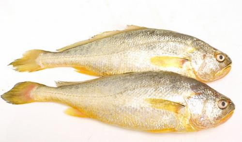 黃魚行情與科技新品，智能生活新潮流的引領者