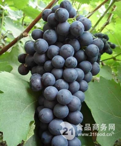 今日葡萄行情，葡萄的成長之旅與勵志人生啟示