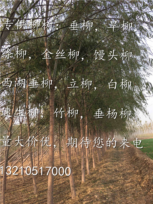 垂柳價格行情最新動態及趨勢分析