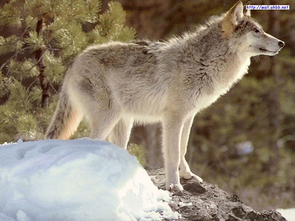 西北狼最新步驟指南，完成任務(wù)與學(xué)習(xí)技能的實用步驟指南