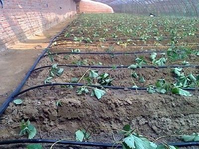 最新滴灌施肥技術，應用、影響及觀點闡述