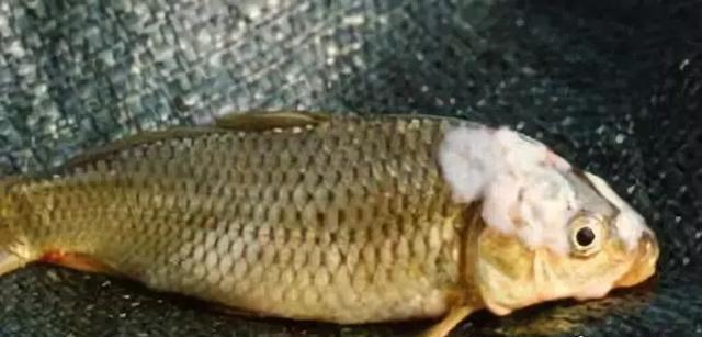 最新球狀病毒，探究及其觀點闡述