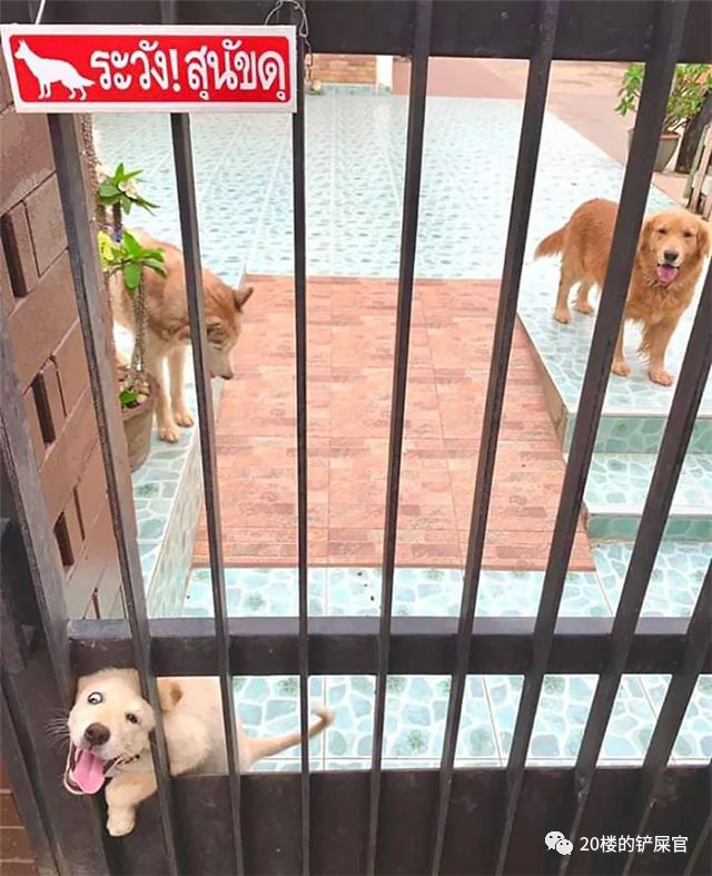 惡犬醬的最新日常分享