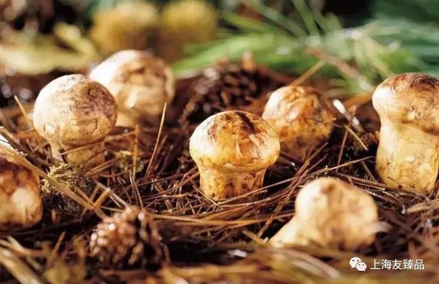 最新松茸，科技與生活融合的高科技產品亮相！