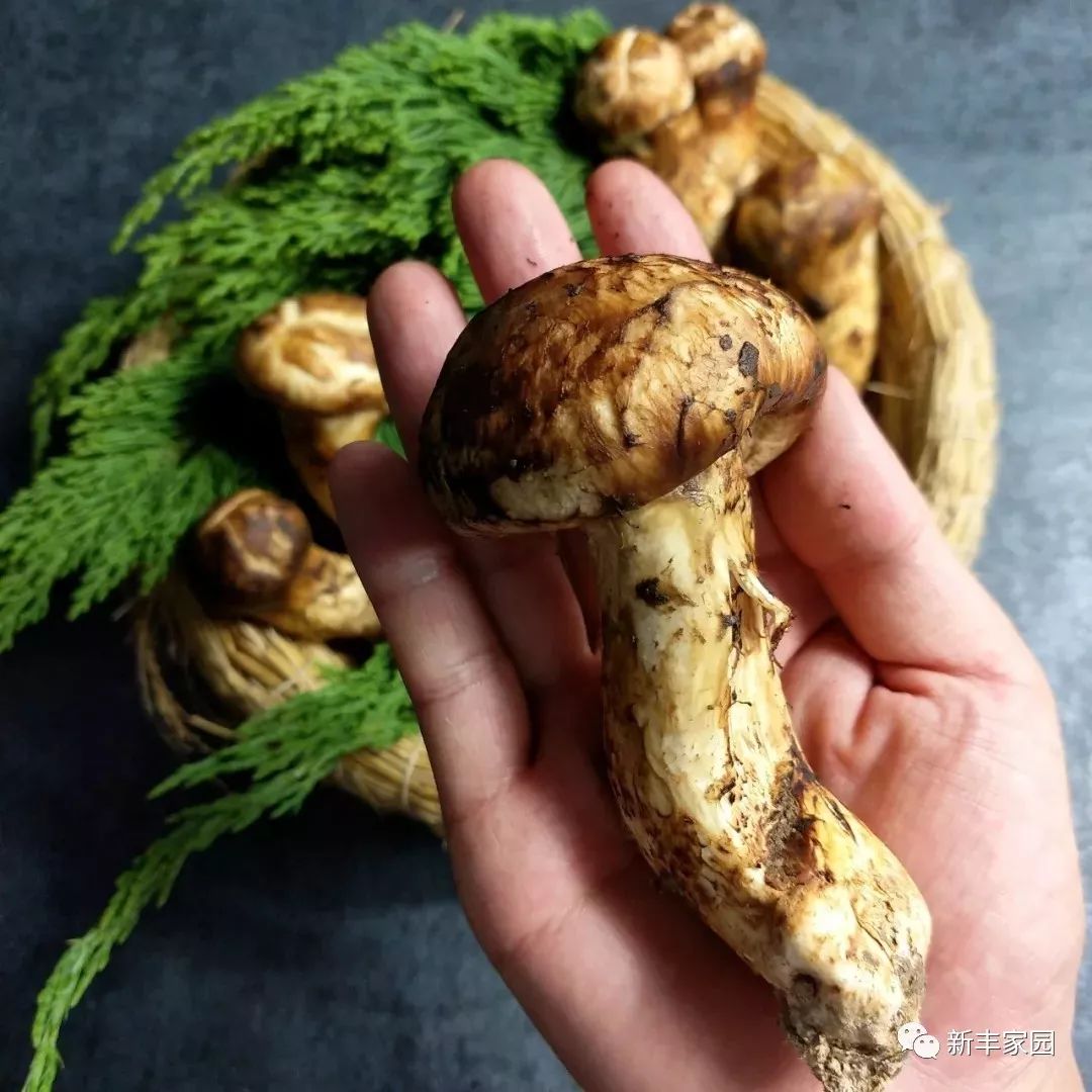 最新松茸,科技與生活融合的高科技產品亮相!