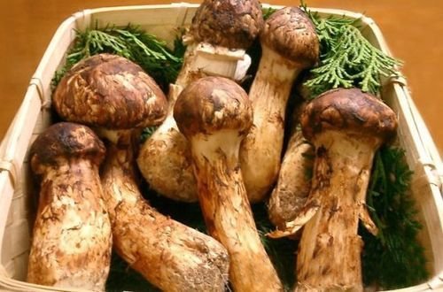 最新松茸,科技與生活融合的高科技產品亮相!