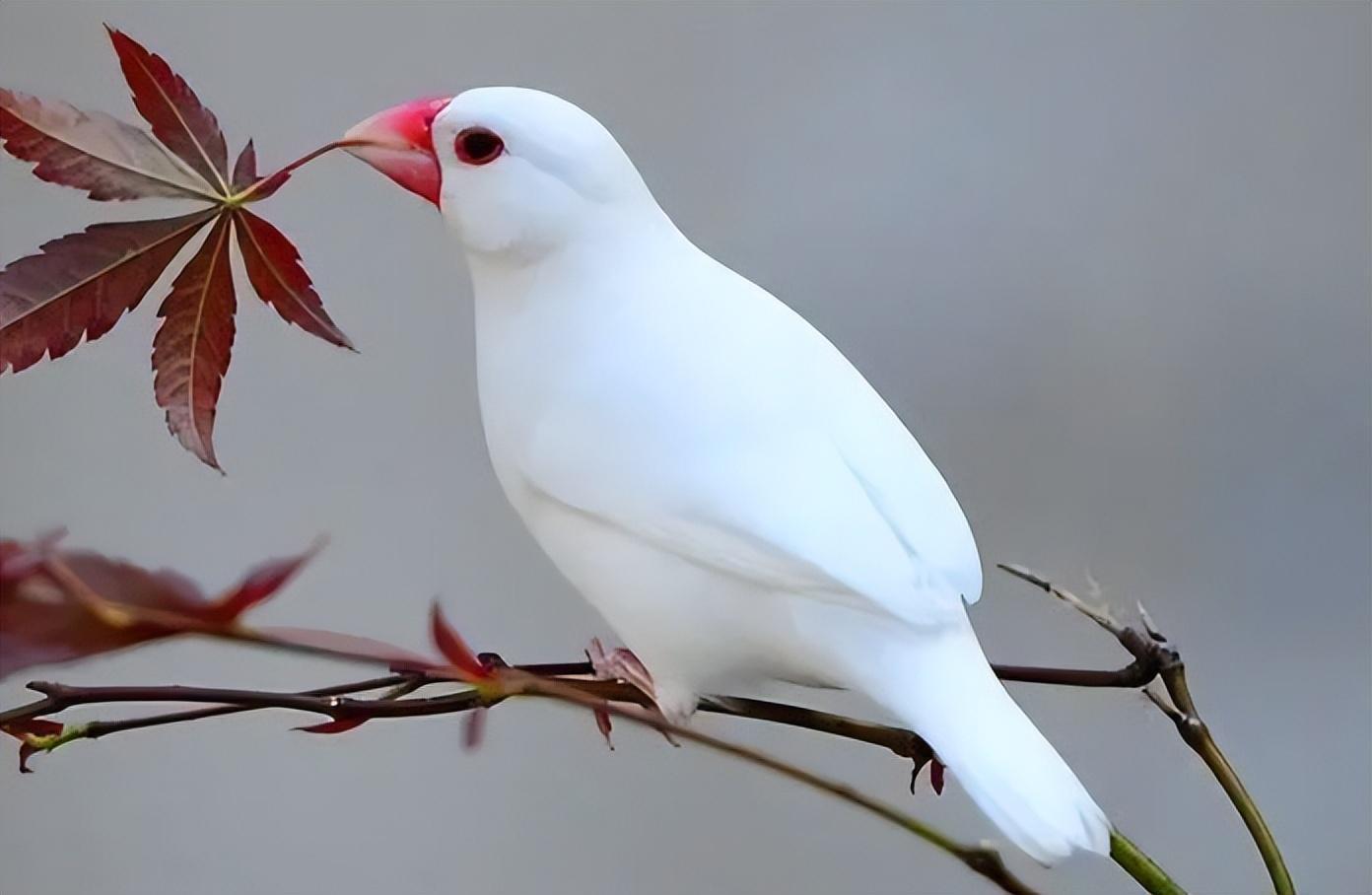 最新養鳥規定引領智能鳥寵生活時代，高科技養鳥體驗全新升級