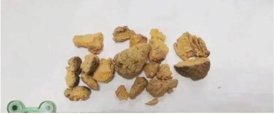 最新鴿子術引領未來生活變革，高科技產品帶來前所未有的體驗