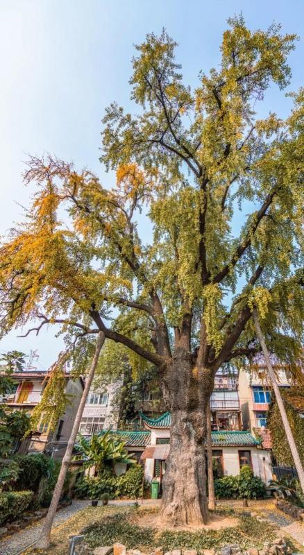 鸚鵡洲最新隱秘美食探索，小巷中的美食寶藏