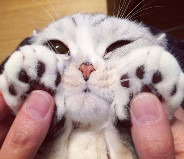 粉喵最新任務與學習技能指南，詳細步驟助你輕松上手！