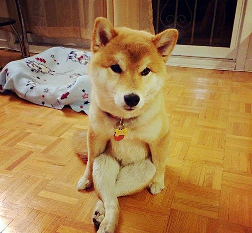 柴犬最新動態與時代回顧，背景、事件與地位深度解析