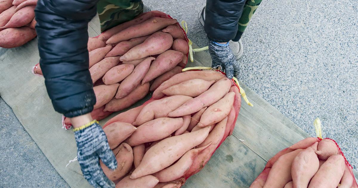 地瓜最新吃法探索,當代美食文化中的地瓜魅力與地位