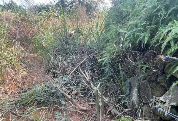 窺探自然之聲，最新鳥聲網多元視角與觀點碰撞的探討