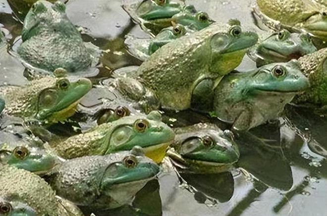 青蛙最新價(jià)格,友情與陪伴的小故事探索